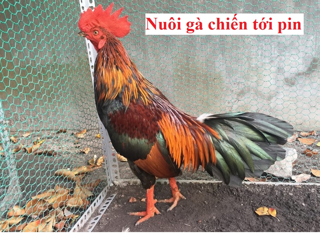 nuôi gà chiến