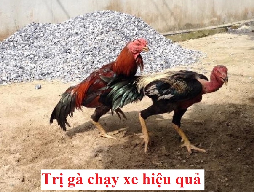 Trị gà chạy xe