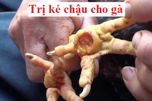 Trị ké chậu