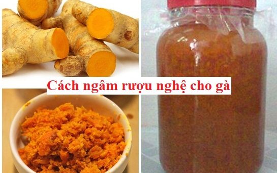 Cách ngâm rượu nghệ