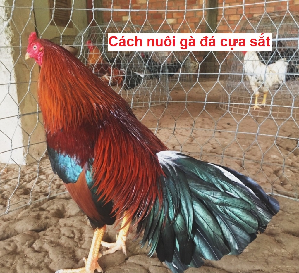 cách nuôi gà mau lớn