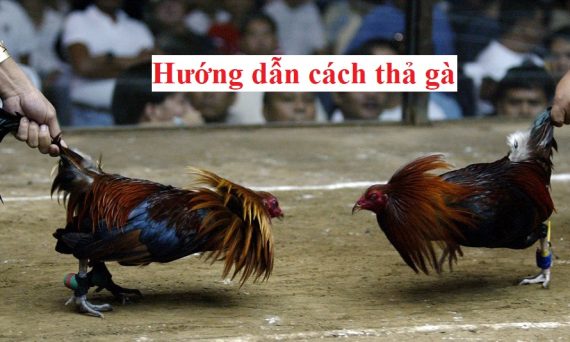 Cách thả gà