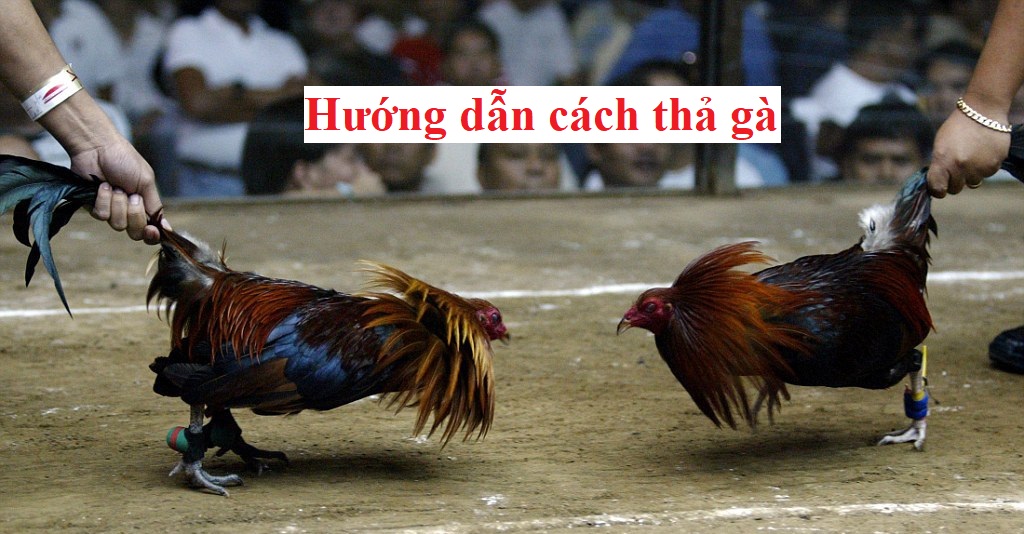 Cách thả gà