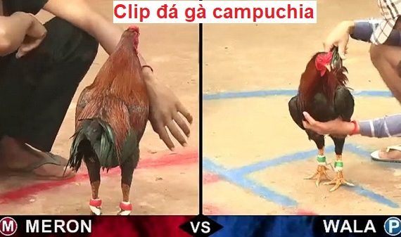 Clip đá gà Campuchia