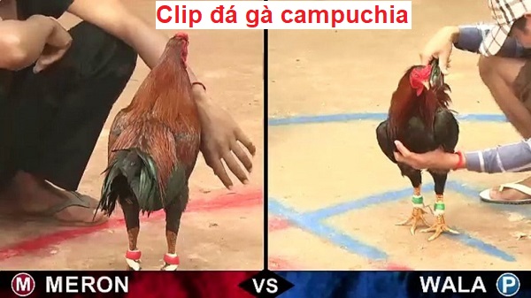 Clip đá gà Campuchia