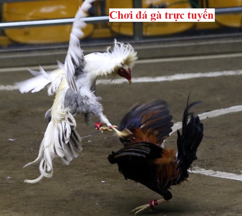 chơi đá gà