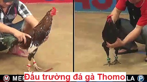 Đấu trường đá gà thomo