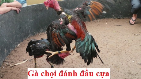 Gà chọi đánh đầu cựa