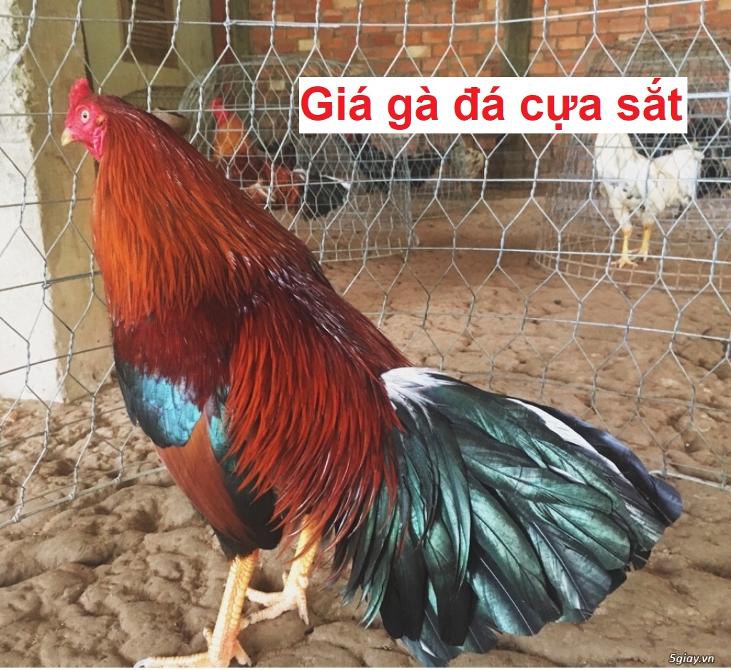 Giá gà cựa sắt