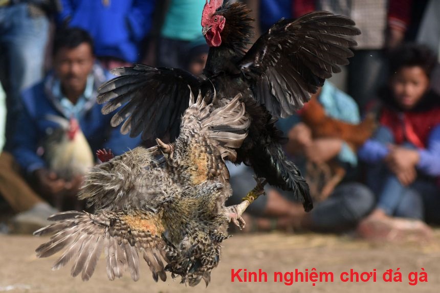 Kinh nghiệm chơi đá gà