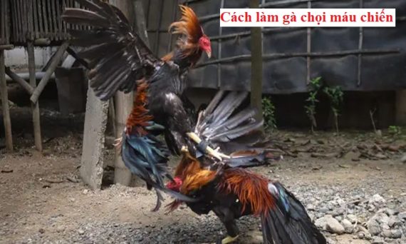 làm gà chọi máu chiến