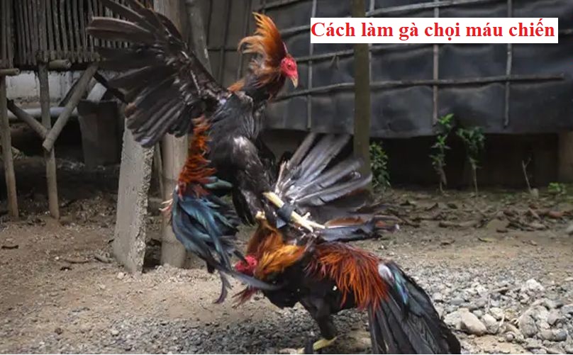 làm gà chọi máu chiến