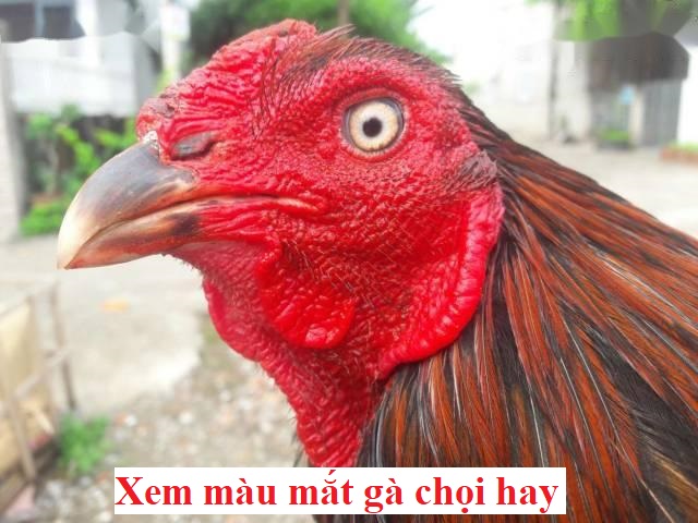 Mắt gà chọi hay