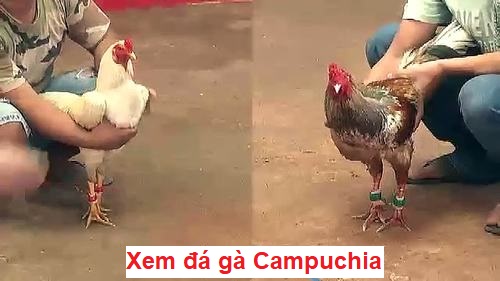 Xem đá gà campuchia