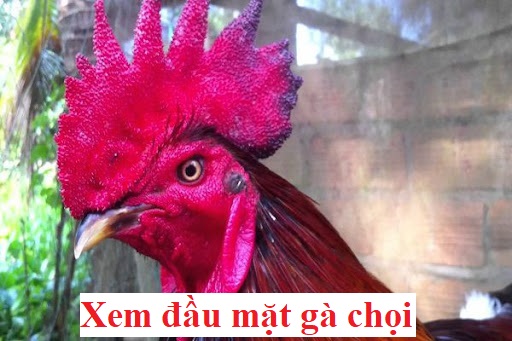 Xem đầu mặt gà