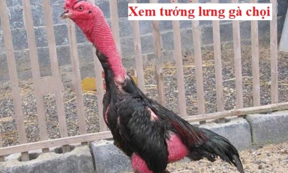 Xem lưng gà chọi