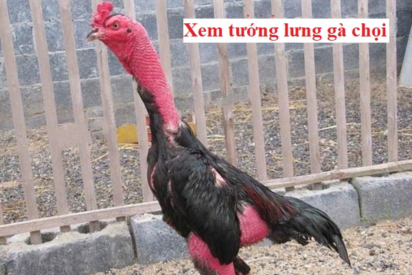 Xem lưng gà chọi