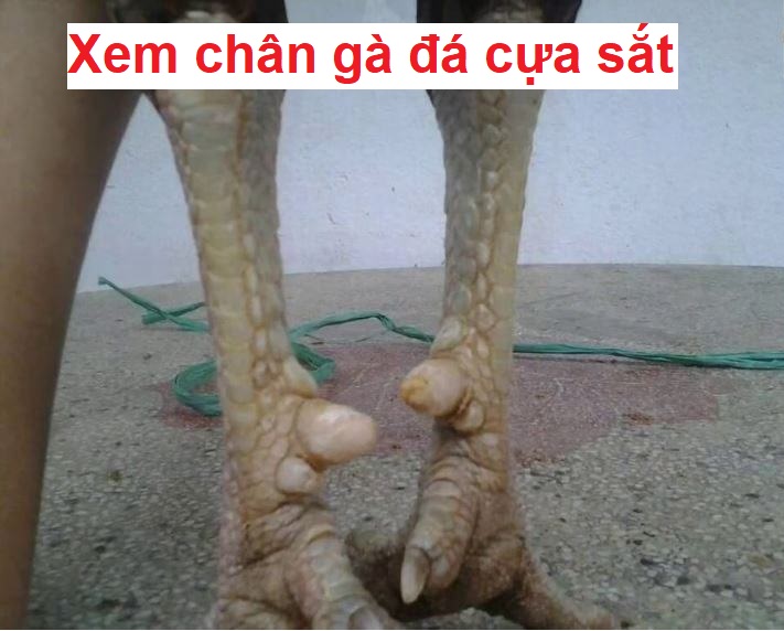 Cách xem chân gà đá