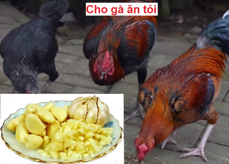 Gà ăn tỏi