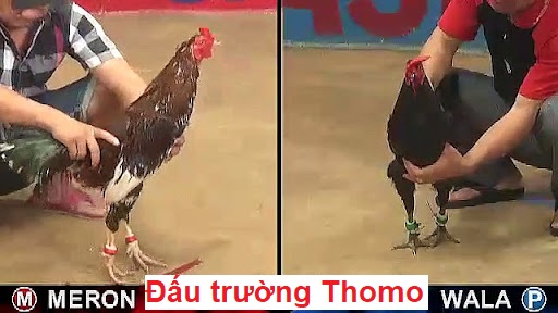 Đá gà Thomo