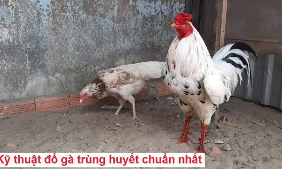 Đổ gà trùng huyết