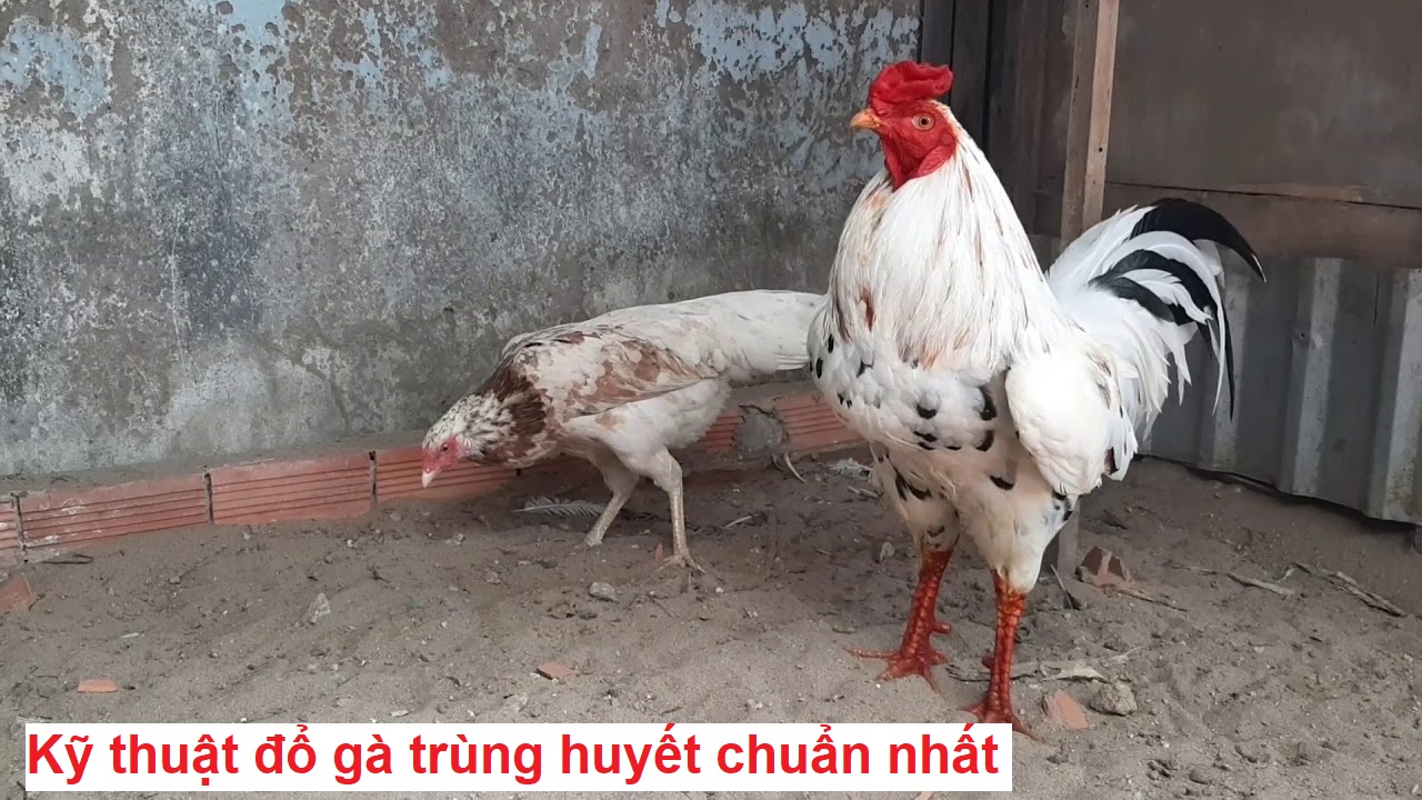 Đổ gà trùng huyết