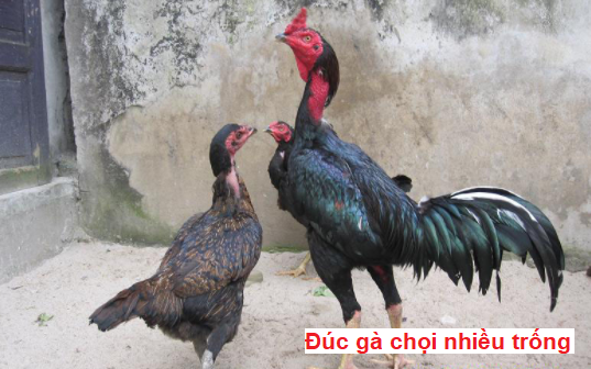 Đúc gà chọi nhiều trống