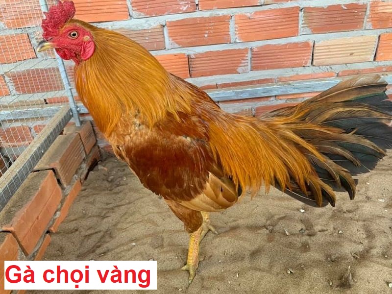 Gà chọi vàng