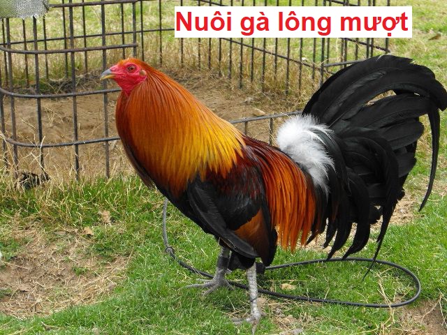 Nuôi gà chọi lông mượt