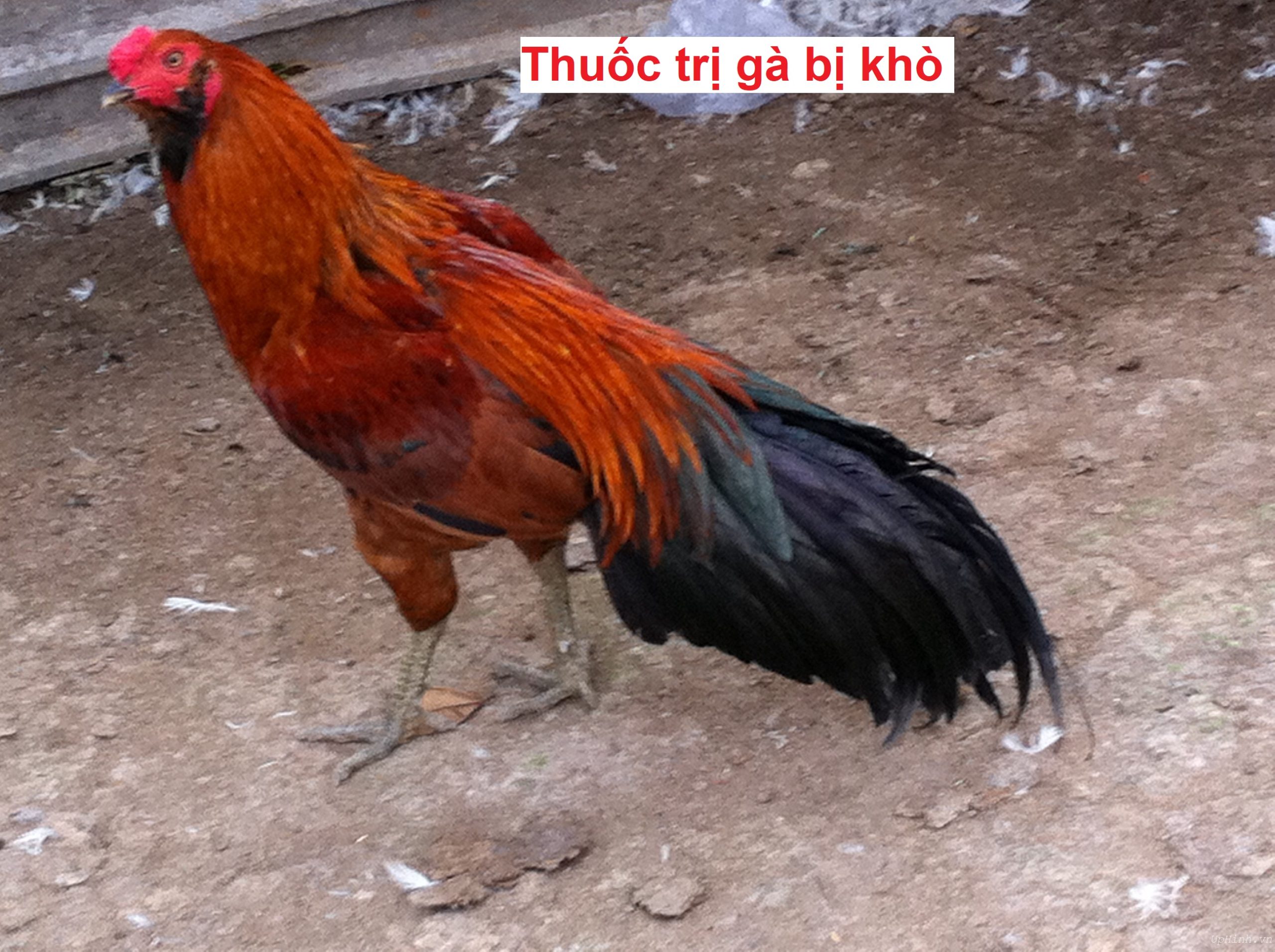 Thuốc trị gà bị khò