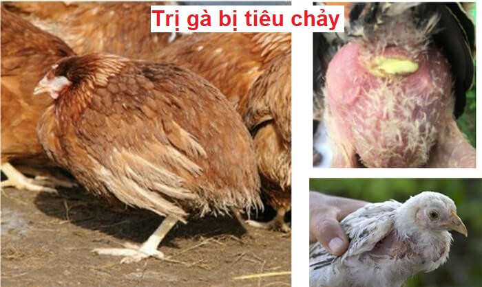 Trị gà bị tiêu chảy