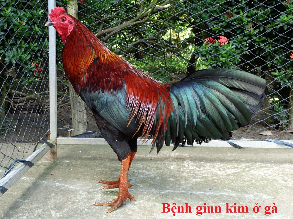 Bệnh giun kim ở gà