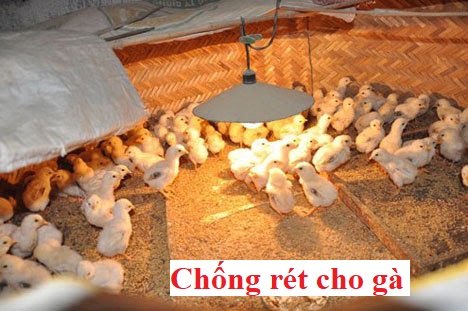 Chống rét cho gà