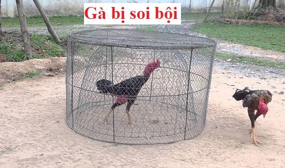 gà bị soi bội