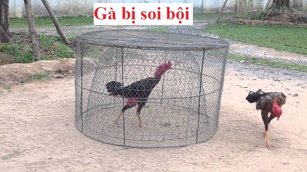 gà bị soi bội