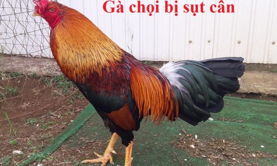 Gà chọi bị sụt cân