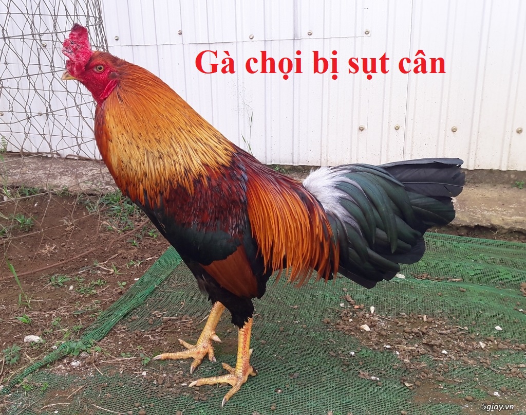 Gà chọi bị sụt cân