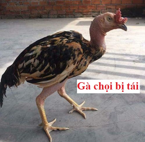 Gà chọi bị tái