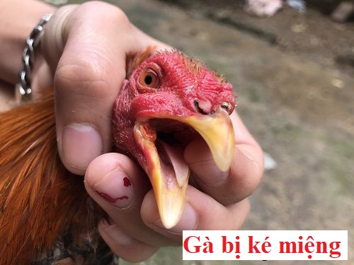 Gà ké miệng