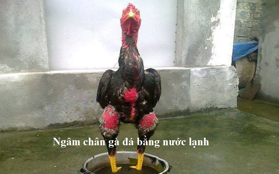 Ngâm chân gà đá