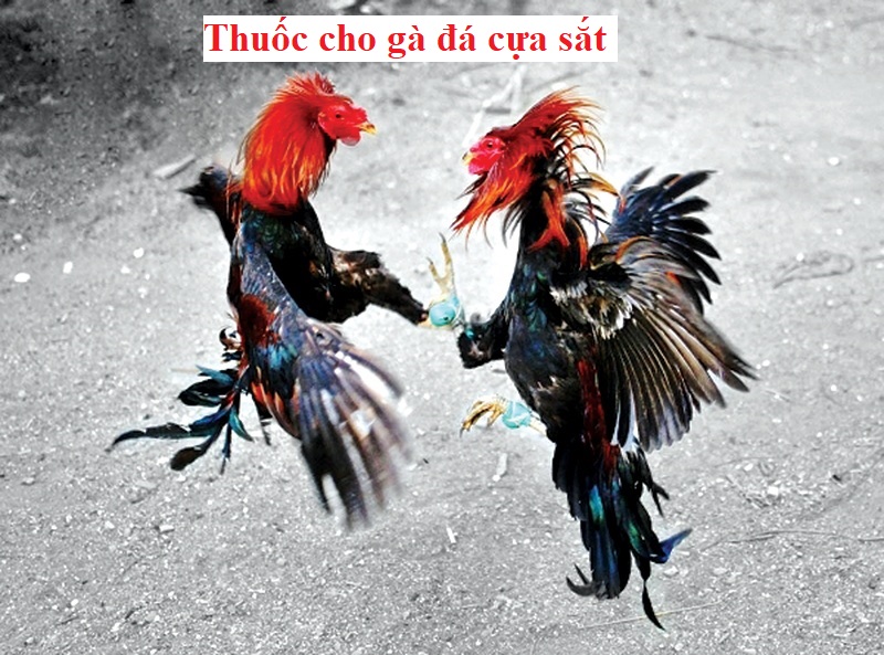 Thuốc cho gà cựa sắt