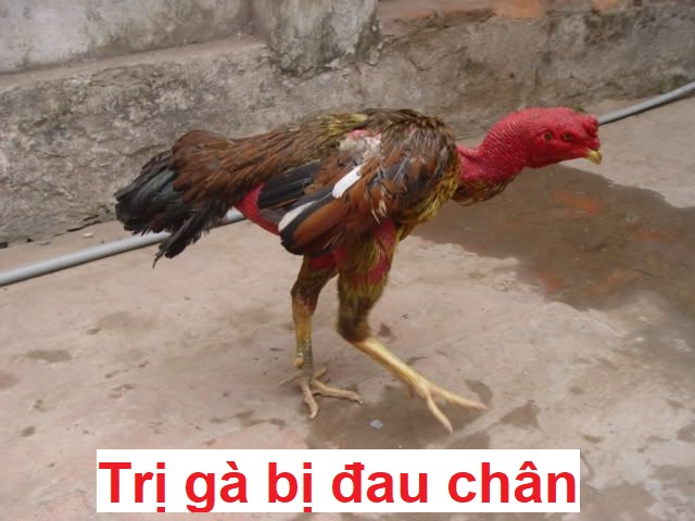 Trị gà bị đau chân