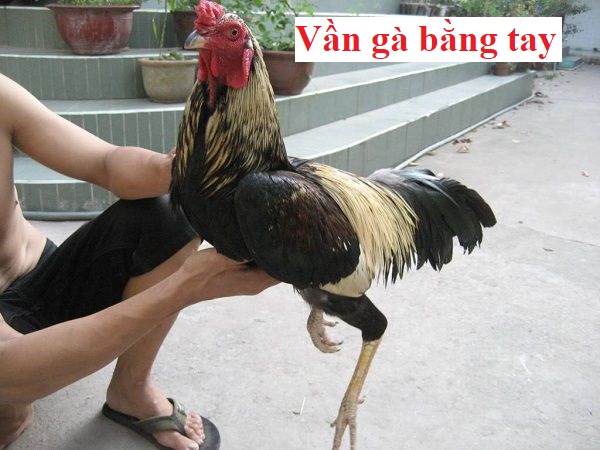 Vần gà chọi bằng tay