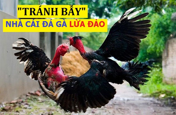 nha cai lua dao ga ga