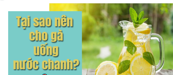 Gà đá uống nước chanh