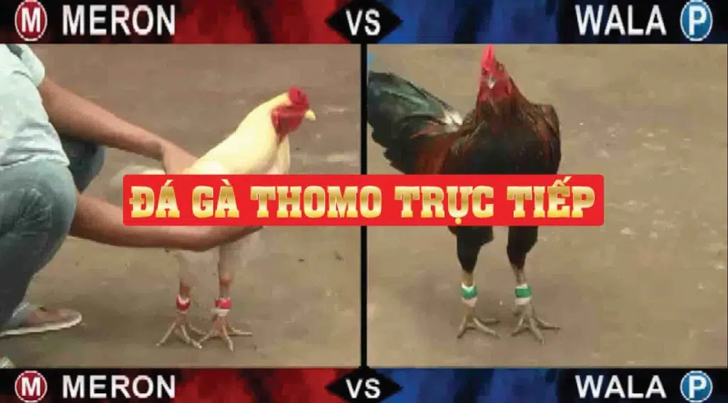 chiêu trò đá gà Thomo
