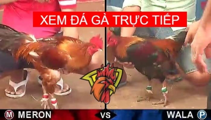 Xem trực tiếp đá gà 