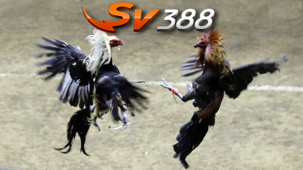 sv388 live