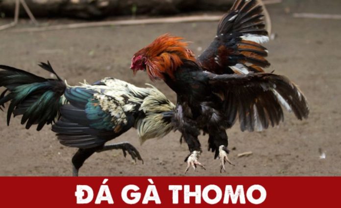 da ga thomo2 1 696x425 1