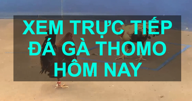 lich truc tiep da ga thomo hom nay 1